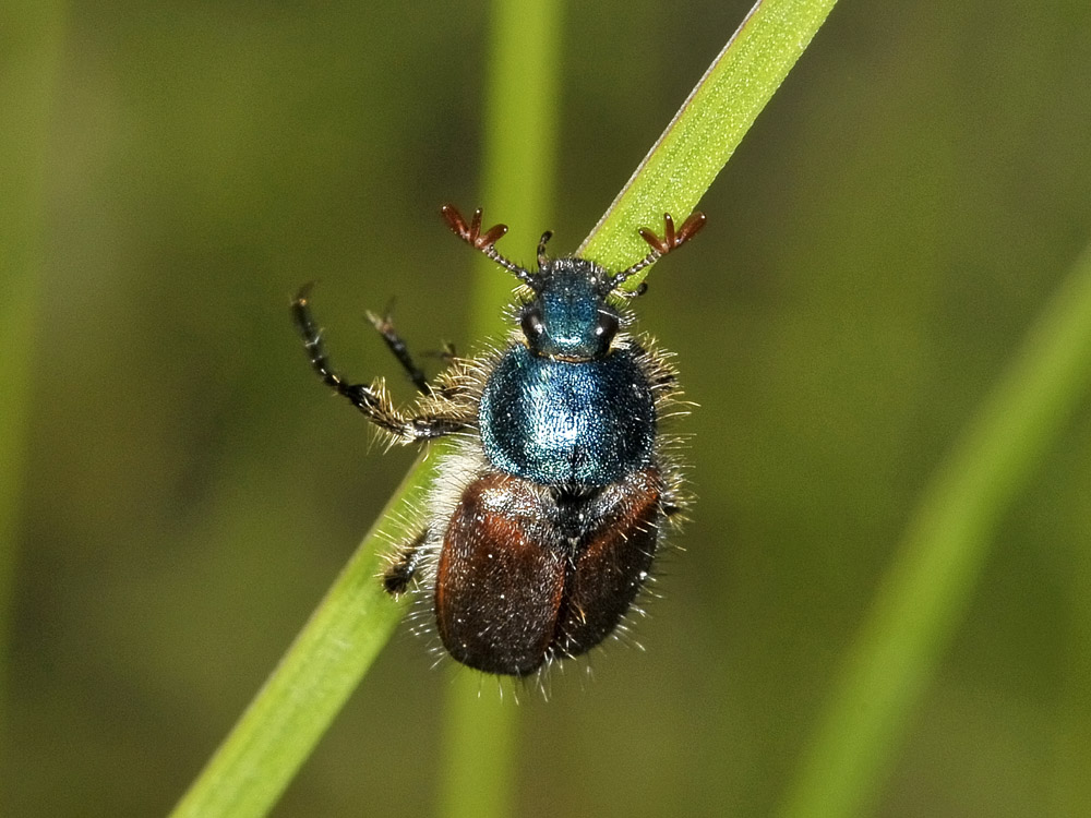 Rutelidae? no, Glaphyridae - Amphicoma abdominalis